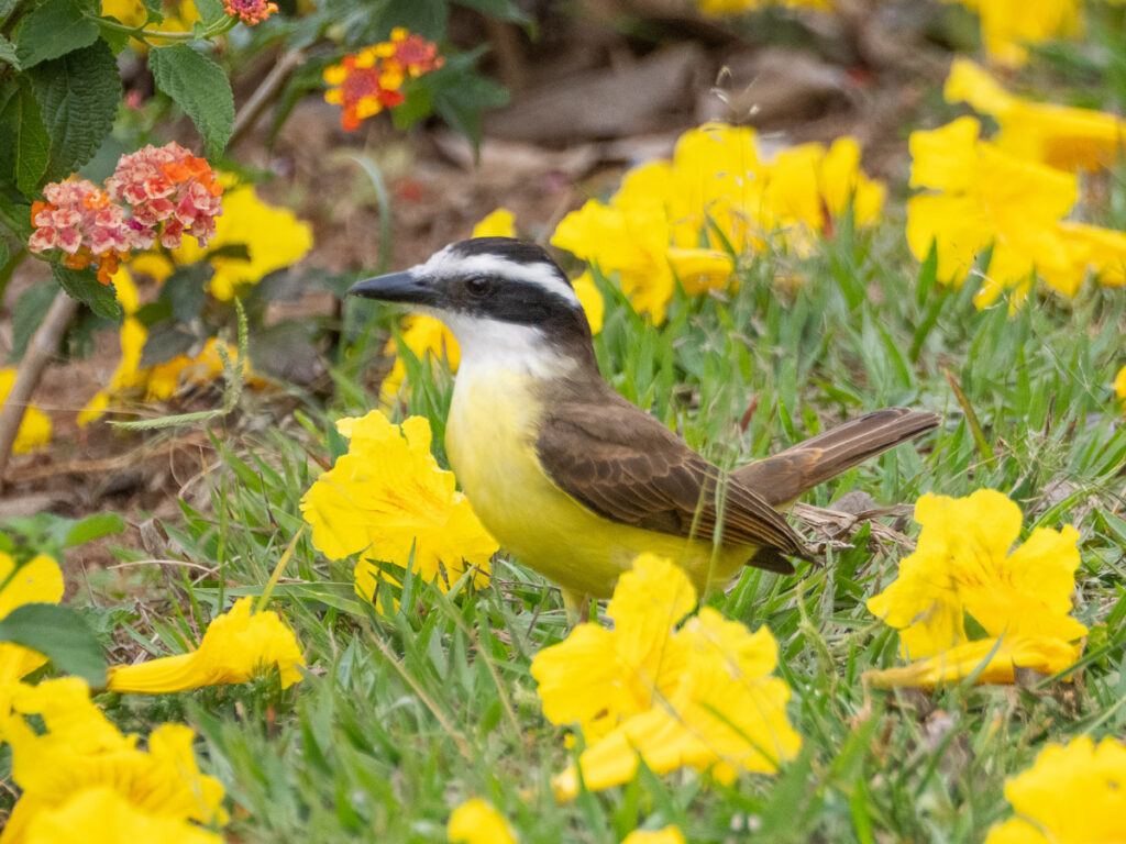 Great Kiskadee (Pitangus sulphuratus)